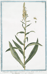 Digitalis Major lutea, vel pallida, parvo flore = Digitella = Digitale. [Yellow Foxglove]