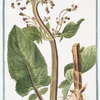 Scrophularia aquatica major = Scrophularia maxima radice fibrosa = Scrofolaria acquatica = Scrofulaire.