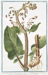 Scrophularia aquatica major = Scrophularia maxima radice fibrosa = Scrofolaria acquatica = Scrofulaire.