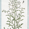 Scrophularia Ruta Canina dicta, vulgaris. [Figwort]