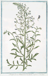 Scrophularia Ruta Canina dicta, vulgaris. [Figwort]