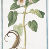 Martynia annua villosa et viscosa, folio subrotundo, flore magno rubro = Proposcitea. [Horn-capsuled Martynia, Common Unicorn Plant, Common Devil's Claw, Ram's Horn, Proboscis Flower, Elephant Tusk]