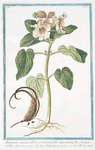 Martynia annua villosa et viscosa, folio subrotundo, flore magno rubro = Proposcitea. [Horn-capsuled Martynia, Common Unicorn Plant, Common Devil's Claw, Ram's Horn, Proboscis Flower, Elephant Tusk]