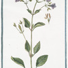 Ruellia strepens, capitulis comosis = Adhatoda Carolina. [Wild petunia]