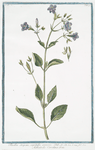 Ruellia strepens, capitulis comosis = Adhatoda Carolina. [Wild petunia]