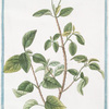 Lantana = Camara spinosa, flore varoegatp = Morobatindum = Camara Americana.[Jamaican Mountain Sage]