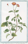 Lantana = Camara spinosa, flore varoegatp = Morobatindum = Camara Americana.[Jamaican Mountain Sage]