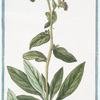 Echium Creticum, latifoliusm, flore atro-purpureo = Echio Zanich = Viperine, ou Herbe aux Viperes. [Cretan vipers bugloss]