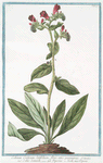Echium Creticum, latifoliusm, flore atro-purpureo = Echio Zanich = Viperine, ou Herbe aux Viperes. [Cretan vipers bugloss]