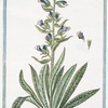 Echium foliis oblongis, hirsutissimis, candidis maculis notatis, floribus obsolete cærules = Echio Viperino Officin = Viperine.