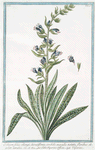 Echium foliis oblongis, hirsutissimis, candidis maculis notatis, floribus obsolete cærules = Echio Viperino Officin = Viperine.