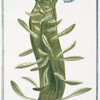 Echium monstrosum, caulibus simul connatis, membranam mentientibus apice bifidam, undequaque folia producentem, flore leviter coeruleo.