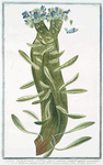 Echium monstrosum, caulibus simul connatis, membranam mentientibus apice bifidam, undequaque folia producentem, flore leviter coeruleo.