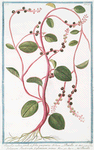 Basella rubra, caule, et foliis purpureis = Basella = Solanum Tinctorum, Zeylanicum, minus = Basella. [Ceylon spinach, Indian spinach, Malabar Spinach, Red vine spinach, Vine spinach]