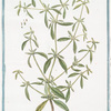 Spermacoce verticillis tenuioribus = Spermacoce glabra, foliis lanceolatis, verticillis globosis. [Shrubby false buttonweed]