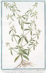 Spermacoce verticillis tenuioribus = Spermacoce glabra, foliis lanceolatis, verticillis globosis. [Shrubby false buttonweed]