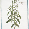Antirrhinum flore albo, oris rubentibus = Ceffo di Vitello = Musle de Veau. [White snapdragon]