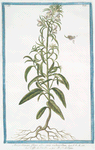 Antirrhinum flore albo, oris rubentibus = Ceffo di Vitello = Musle de Veau. [White snapdragon]