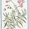 Antirrhinum maius angustifolium Romanum amplo flore purpureo = Grugno di Vacca = Musle de Veau. [Pink snapdragon]