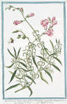 Antirrhinum maius angustifolium Romanum amplo flore purpureo = Grugno di Vacca = Musle de Veau. [Pink snapdragon]