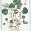 Asarina Lobelli Lugd = Hedera saxatilis, magno flore = Asarina. [Snapdragon]