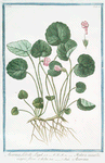 Asarina Lobelli Lugd = Hedera saxatilis, magno flore = Asarina. [Snapdragon]