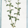 Linaria annua, purpuro-violacea, calcaribus longis, foliis imis rotundioribus. [Purple toadflax]