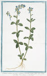 Linaria annua, purpuro-violacea, calcaribus longis, foliis imis rotundioribus. [Purple toadflax]