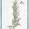 Linaria arvensis, cærulea = Linaire. [Blue corn toadflax]