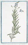 Linaria arvensis, cærulea = Linaire. [Blue corn toadflax]