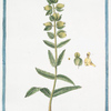 Pedicularis pratensis lutea, vel Cristagallis = Cristagalli foemina = Pediculaire. [Lousewort]
