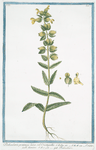 Pedicularis pratensis lutea, vel Cristagallis = Cristagalli foemina = Pediculaire. [Lousewort]