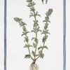 Pedicularis purpurea, annua, minima, verna = Eufrasia de'prati = Pediculaire. [Lousewort]