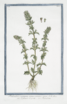 Pedicularis purpurea, annua, minima, verna = Eufrasia de'prati = Pediculaire. [Lousewort]