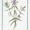 Melampyrum purpurascente coma = Melampyrum multis, sive Triticum Vacinum. [Purple Cow Wheat]
