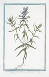 Melampyrum purpurascente coma = Melampyrum multis, sive Triticum Vacinum. [Purple Cow Wheat]