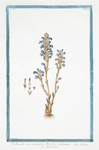 Orobanche ramosa, minor, floribus violaceis = Malérba. [Branched broomrape]