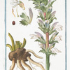 Acanthus sativus, vel Mollis Virgilii = Branca Ursina = Acante. [Bear's Breeches]