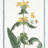 Phlomis fruticosa, Salviæ folio latiore, et rotundiore = Salvia Salvatica. [Jerusalem Sage]