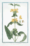 Phlomis fruticosa, Salviæ folio latiore, et rotundiore = Salvia Salvatica. [Jerusalem Sage]