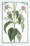 Phlomis Narbonensis, Hormini folio, flore purpurascente = Herba vneti Monspeliensibus.[Phlomis Taurica, Sage]