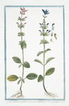 Horminum Salviæ foliis, coma rubra, floribus in labio superiori rubenti, inferiori, seu barba ex albo rubentibus ... [Annual Sage]