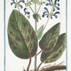 Sclaria Italica, maxima, longius radicata, sanguineis maculis notata, foliis oblongis, floribus azzurreis, Sclarea Asphodeli radice  = Toute-bonne. [Clary-sage]