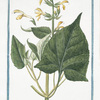 Salvia Montana, maxima, foliis, Hormini, flore flavescente = Horminum luteum, flutinosum = Orvala = Collo di Giove. [Sage from Montana]
