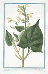 Salvia Montana, maxima, foliis, Hormini, flore flavescente = Horminum luteum, flutinosum = Orvala = Collo di Giove. [Sage from Montana]