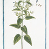 Cassida palustris, vulgatior flore cæruleo = Scutellaria = La Joque.[Skullcap]