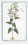 Cassida palustris, vulgatior flore cæruleo = Scutellaria = La Joque.[Skullcap]