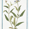 Brunella Pyrenaica maxima, flore majore = Brunella con il fiore grande = Brunelle. [Large-flowered Sel-heal]