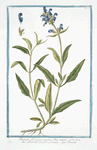 Brunella Pyrenaica maxima, flore majore = Brunella con il fiore grande = Brunelle. [Large-flowered Sel-heal]