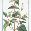Lamium, folio oblongo, flore rubro = Urtica morta = L'Archangelique.[Dead-nettle]